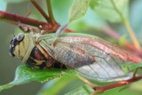 Dogday Cicada