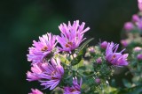 Aster