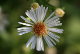 Hairy Aster