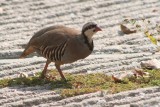 Chukar