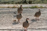 Chukars