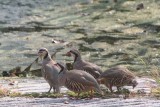 Chukars