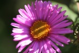 Aster