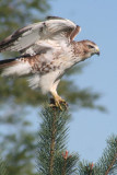 Red-tailed Hawk