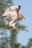 Red-tailed Hawk