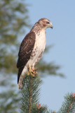 Red-tailed Hawk