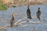 Double-crested Cormorants