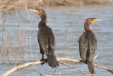 Double-crested Cormorants
