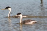 Western Grebes