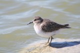 Least Sandpiper