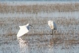 Snowy Egrets