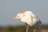 Cattle egret