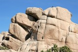 Joshua Tree