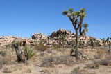 Joshua Tree