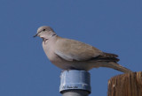 Eurasian Collared-Dove