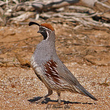 Gambels Quail