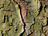 Tree trunk topography
