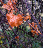 Wet Vines