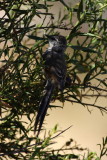 Plain-mantled Tit-spinetail