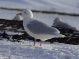GlaucousGull_5781.JPG