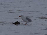 GlaucousGull_5950.JPG