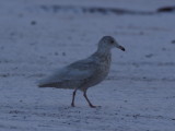 GlaucousGull_6340.JPG