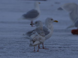 GlaucousGull_6365.JPG