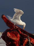GlaucousGull_6416.JPG