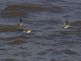 RedPhalarope_5697.JPG