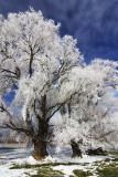 Hoarfrost on trees, Central Otago, New Zealand