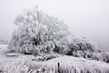 Hoarfrost in the fog, Central Otago, New Zealand