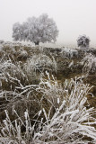 Hoarfrosted tree and grasses, Central Otago, New Zealand