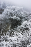 Hoarfrost in gully, Central Otago, New Zealand