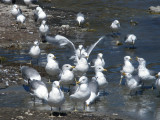  Californial Gulls play in Marina shores