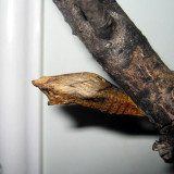 Brown BST chrysalis on stick