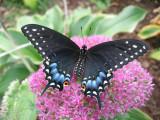 Growing Butterflies and other critters