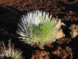 Silversword464.jpg