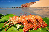 Lagostas na praia de Ponta Grossa, Icapuí_3912