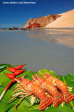Lagostas na praia de Ponta Grossa, Icapuí_3919