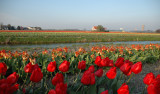 Tulip fields of Leiden (Holland)