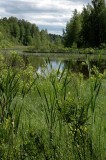 A mire in Leivonmaeen National Park