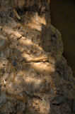 Gold-spotted Mudskipper
