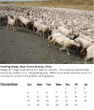 Herding Sheep, Near Punta Arenas, Chile