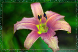 One Last Lily - July 30, 2007