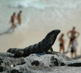 Iguana on the beach - Tulum