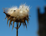 Thistle