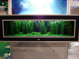 AquaFisch 2007