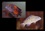 Tropheus moorii bemba & Eretmodus cyanostictus