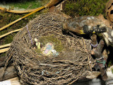 Birds Nest Creche 88002833.jpg
