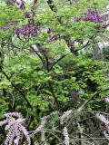 Tamarisk and Judas Tree Apr 07 88003546.jpg